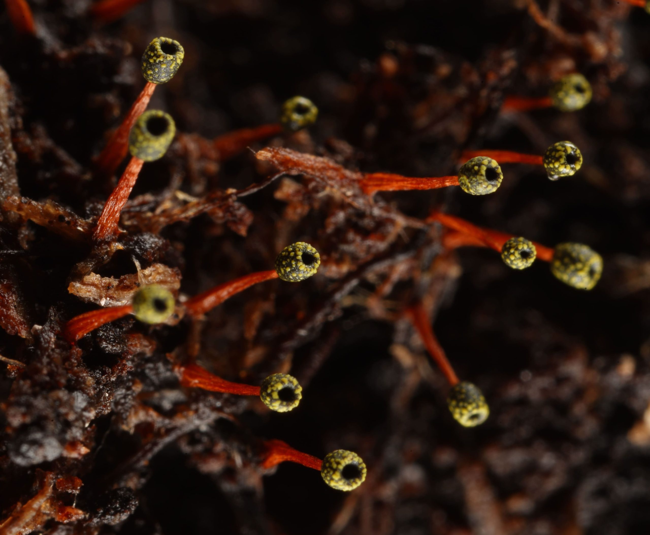 Les champignons - Biotope